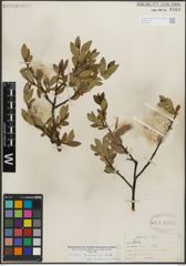 Foto von Salix lemmonii Bebb